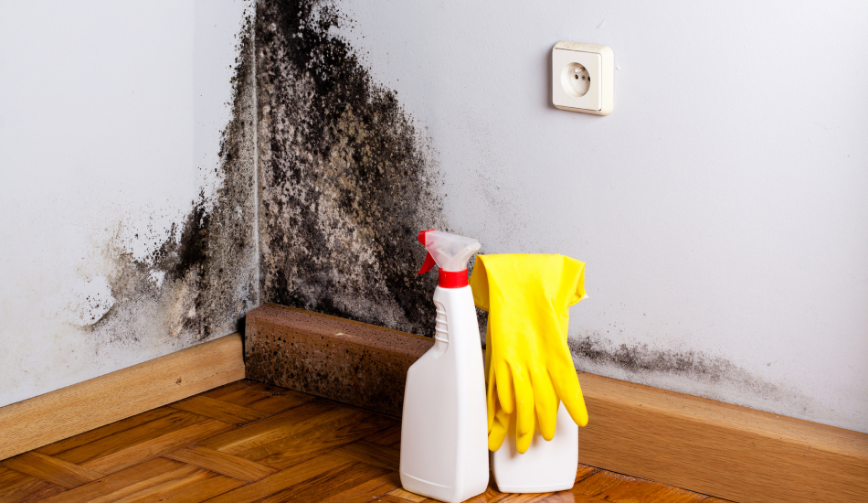 Visible mold growth near a wall outlet after water damage